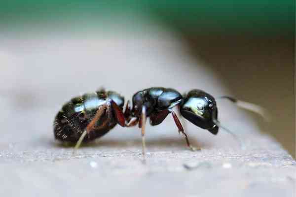 Restaurant Pest Safety